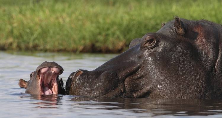 Adult and baby hippos in the water.