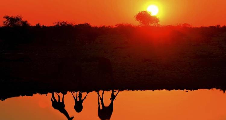 Sunset reflecting on a waterhole with antelopes drinking.