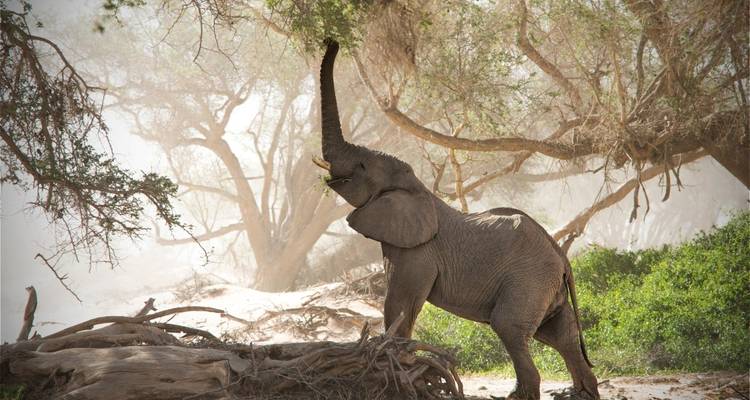 Elephant reaching for leaves in a tall tree.