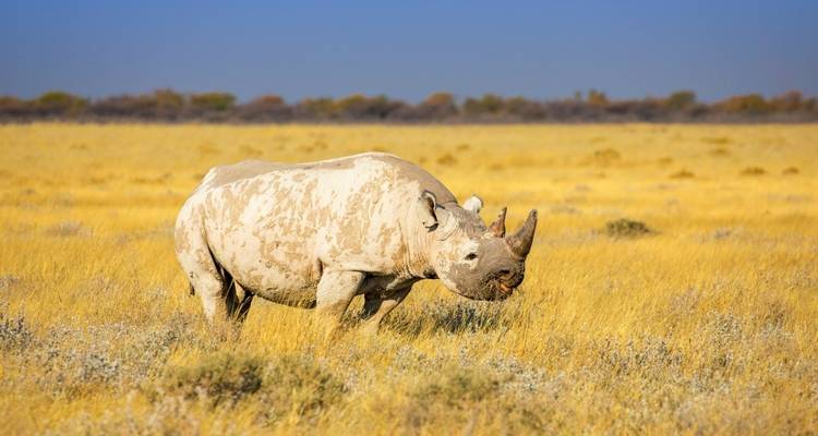 From Etosha National Park to Fish River Canyon - DIAMIR Erlebnisreisen 7