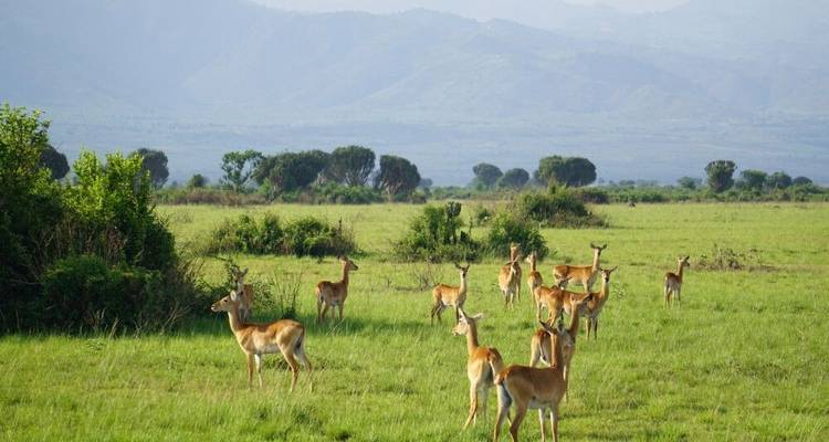 Green pearl on the African Equator - DIAMIR Erlebnisreisen 9
