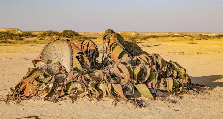 Entre le désert de Namibe, les montagnes Chela et le Kunene - DIAMIR Erlebnisreisen 7