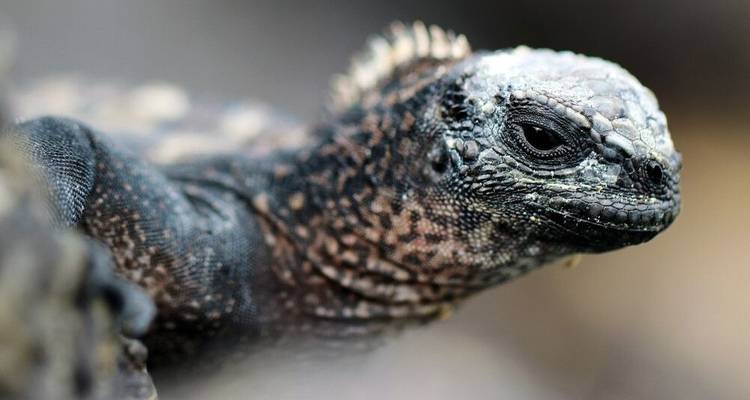 Highlights of Ecuador and Galapagos Island Hopping - DIAMIR Erlebnisreisen 5