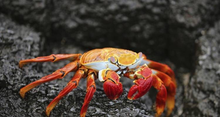 Highlights of Ecuador and Galapagos Island Hopping - DIAMIR Erlebnisreisen 3