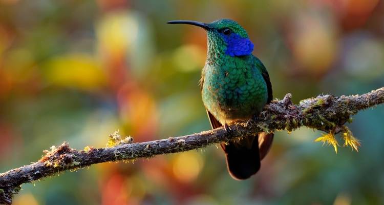 Primer plano de un colorido colibrí posado en una rama.