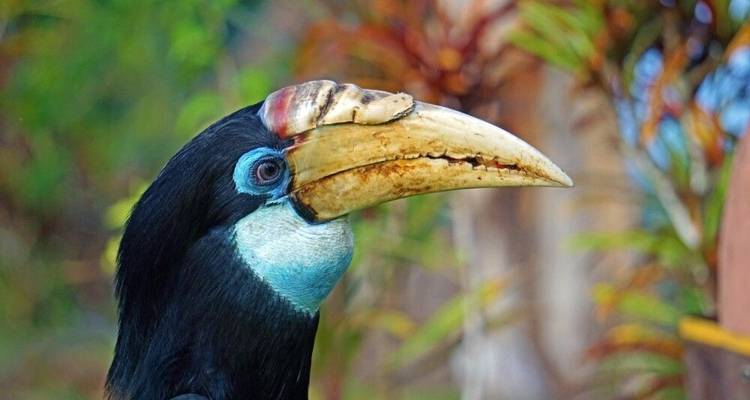 Hombres cocodrilo, aves del paraíso y guerreros peluca - DIAMIR Erlebnisreisen 1