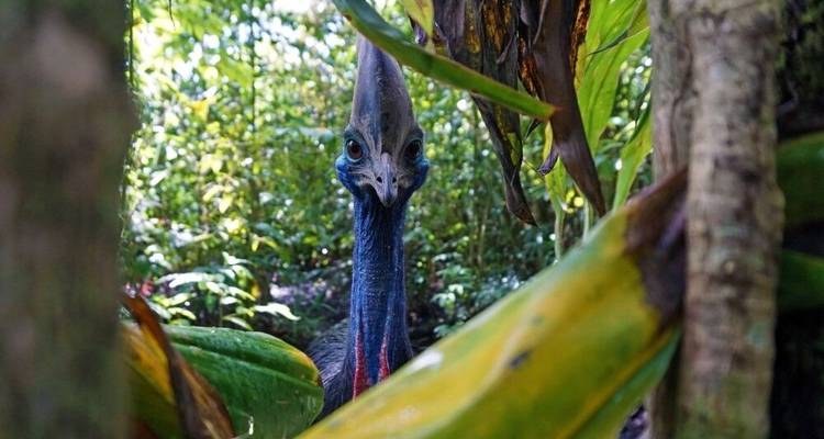 Mount Hagen Festival in the Highlands - DIAMIR Erlebnisreisen 1
