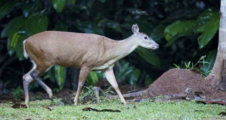 South America: Off the Beaten Track Deep Into the Rainforest - DIAMIR Erlebnisreisen 3