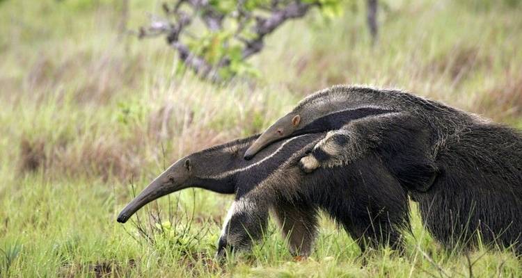 South America: Off the Beaten Track Deep Into the Rainforest - DIAMIR Erlebnisreisen 6