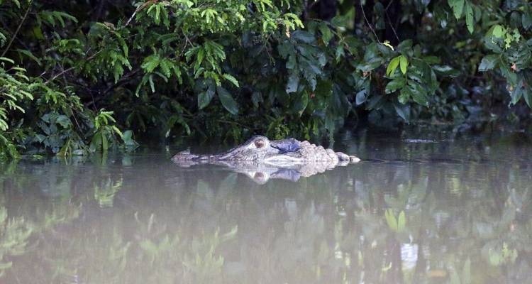 South America: Off the Beaten Track Deep Into the Rainforest - DIAMIR Erlebnisreisen 7