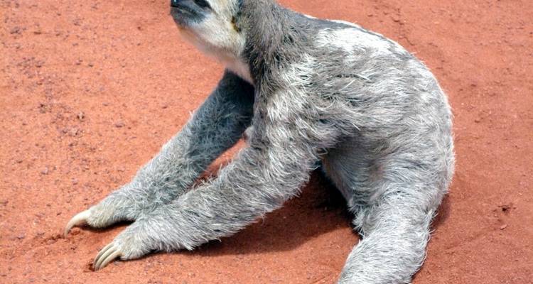 South America: Off the Beaten Track Deep Into the Rainforest - DIAMIR Erlebnisreisen 8