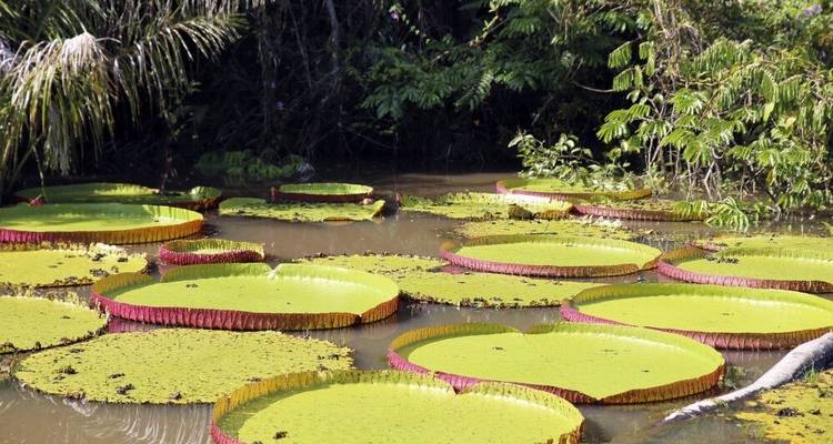 South America: Off the Beaten Track Deep Into the Rainforest - DIAMIR Erlebnisreisen 10