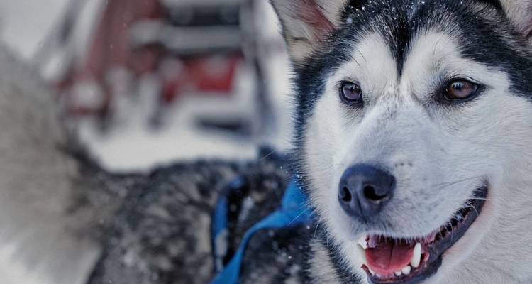 Plan rapproché d'un husky dans des conditions neigeuses