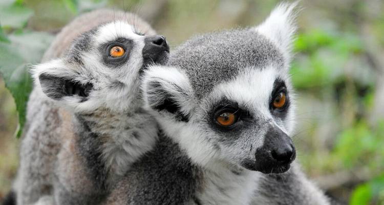 Bamboo Lemurs and Sea - DIAMIR Erlebnisreisen 5