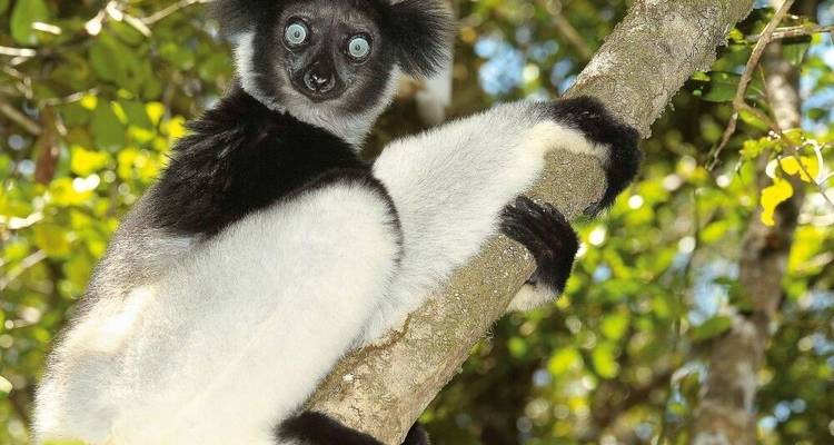 Bamboo Lemurs and Sea - DIAMIR Erlebnisreisen 6