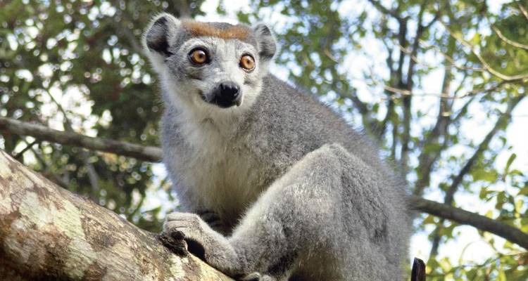 Bamboo Lemurs and Sea - DIAMIR Erlebnisreisen 7