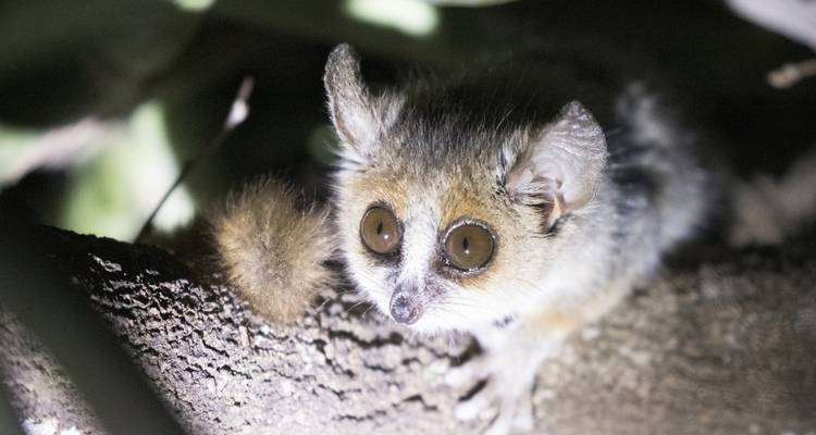 Animal nocturno, posiblemente un lémur, en la rama de un árbol por la noche.