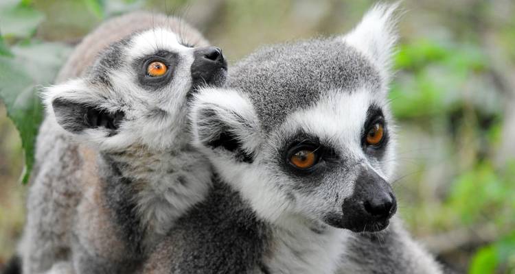 Lémur de cola anillada con su cría en la espalda en Madagascar.