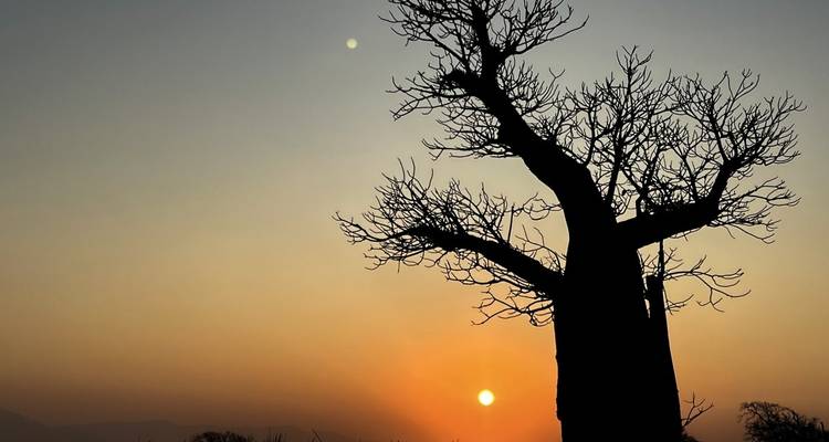 Silueta de un árbol con fondo de atardecer.