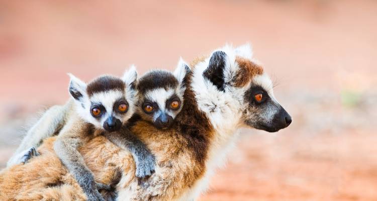 Madre lémur cargando dos bebés en su espalda en un entorno natural.