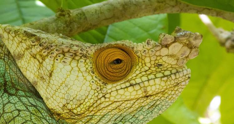 Primer plano de un camaleón en una rama de árbol con patrones intrincados.
