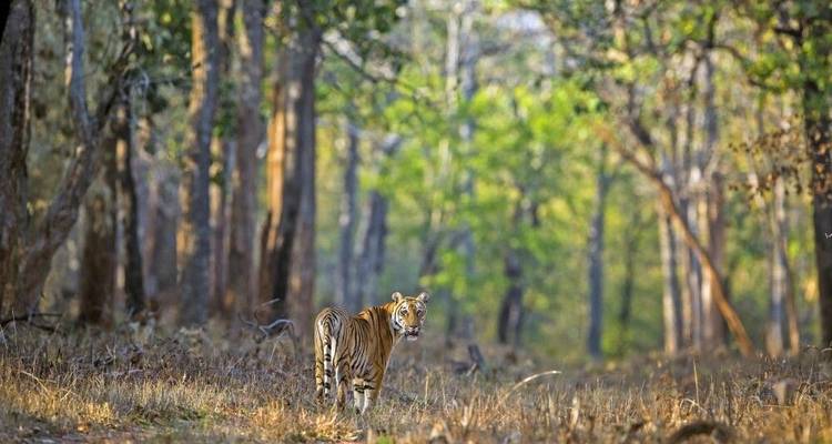 On the Trail of the Tiger - DIAMIR Erlebnisreisen 5