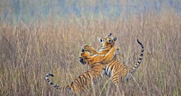 On the Trail of the Tiger - DIAMIR Erlebnisreisen 3