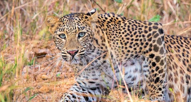 On the Trail of the Tiger - DIAMIR Erlebnisreisen 7