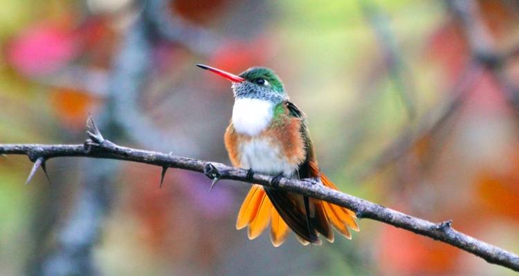 Ecuador Highlights - DIAMIR Erlebnisreisen 4