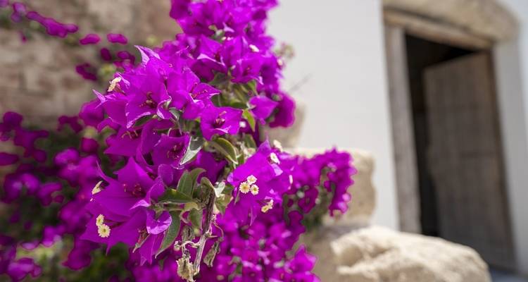 Montaña de fuego y disfrute del vino con aire mediterráneo - DIAMIR Erlebnisreisen 1