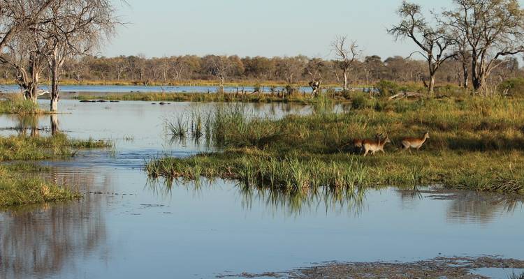 Expérience de 5 jours dans le delta de l'Okavango et la réserve de Moremi - The Mzansi Experience 3