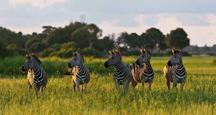 Expérience de 5 jours dans le delta de l'Okavango et la réserve de Moremi - The Mzansi Experience 4