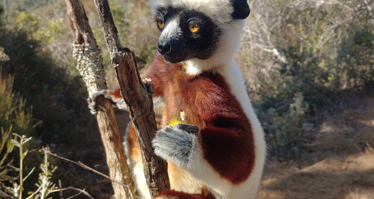 Madagascar Wildlife & Island Adventure 10 Jours/09 Nuits - Across Africa Tours & Travel 4