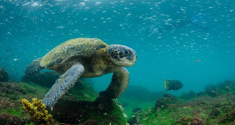 10 Days Galapagos Highlights Small Group Tour - Responsible Travel South America 4