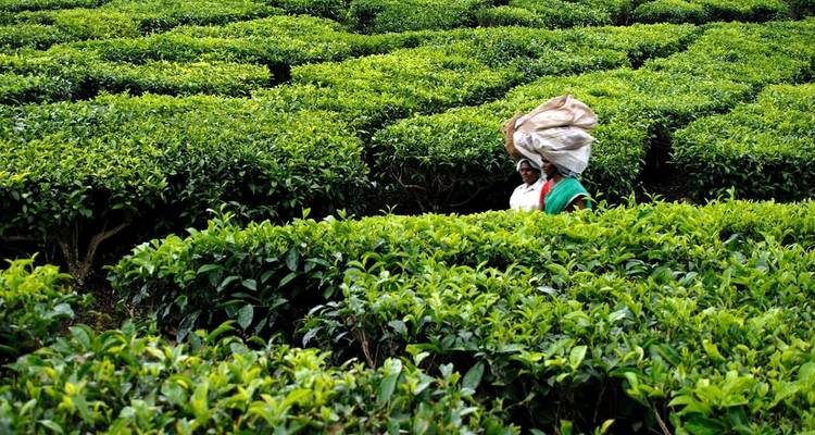 La encantadora Kerala: cascadas, plantaciones de té y aguas estancadas - Agora Voyages OPC Pvt Ltd 9