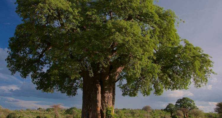 Einzelner großer Baobab-Baum in einer Savannenlandschaft.