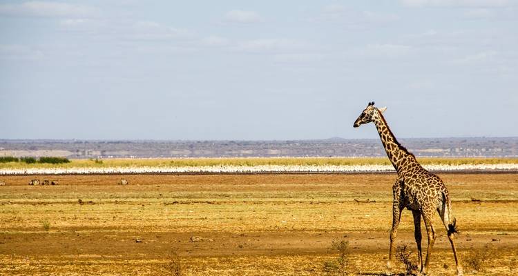 Giraffe, die in einer trockenen, offenen Landschaft läuft.