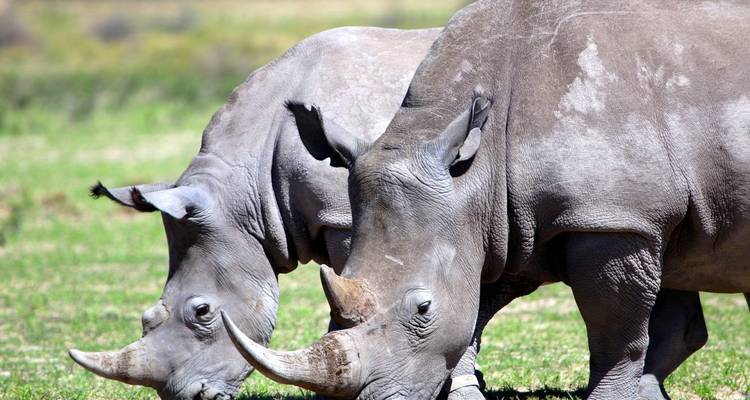Four-Day Safari in Beautiful Kwa-Zulu Natal, South Africa - Across Africa Tours & Travel 2