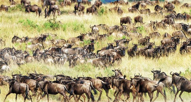 Safari de 8 días descubre Kenia - safari en jeep de alta gama - Gracepatt Ecotours Kenya 9