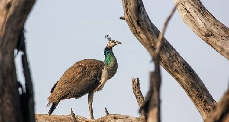 INDIA GOLDEN TRIANGLE PREMIUM TOUR WITH BHARATPUR - Tweet World Travel 1