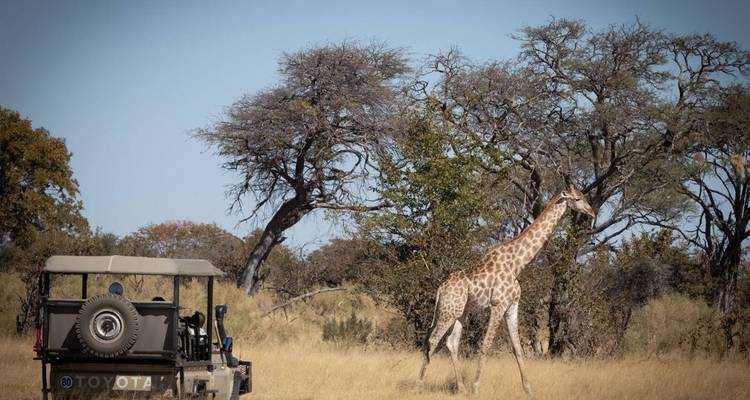 7 días Delta del Okavango, Moremi y Savuti - The Mzansi Experience 2