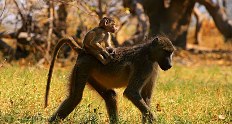 7 días Delta del Okavango, Moremi y Savuti - The Mzansi Experience 7