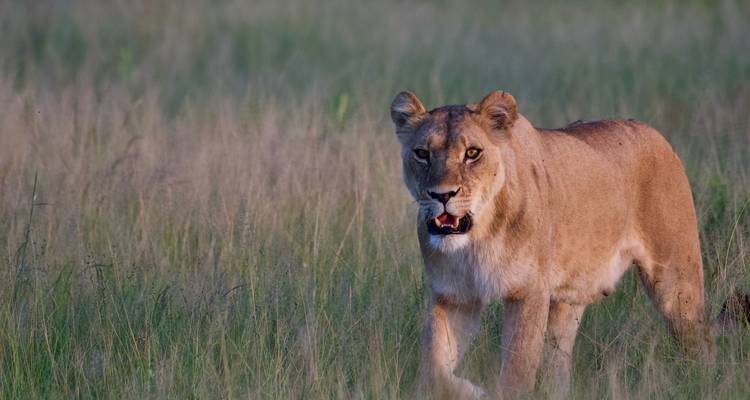 7 días Delta del Okavango, Moremi y Savuti - The Mzansi Experience 10