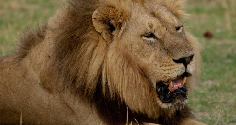 4-Day Okavango Delta & Moremi Mobile Camping Safari - The Mzansi Experience 7