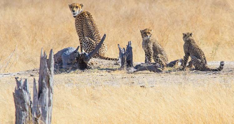 4-Day Okavango Delta & Moremi Mobile Camping Safari - The Mzansi Experience 8