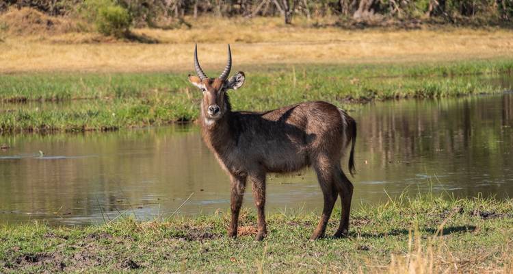 4-Day Okavango Delta & Moremi Mobile Camping Safari - The Mzansi Experience 10