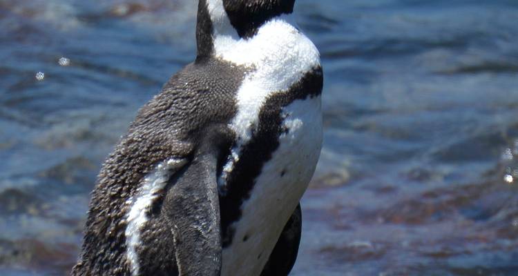 Sanbona Wildlife Safari et; Garden Route 5Jours/4Nuits - Across Africa Tours & Travel 3