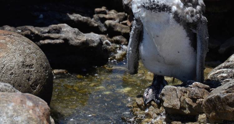 Sanbona Wildlife Safari et; Garden Route 5Jours/4Nuits - Across Africa Tours & Travel 4