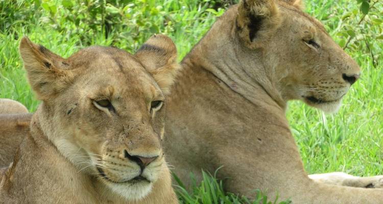 Oudtshoorn Adventure Safari 5jours/ 4nuits - Across Africa Tours & Travel 2