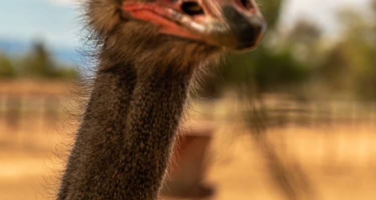 Oudtshoorn Adventure Safari 5jours/ 4nuits - Across Africa Tours & Travel 4